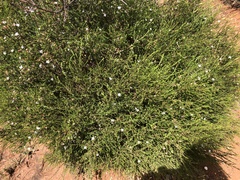 Philotheca angustifolia