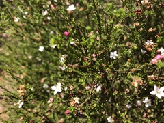 Philotheca angustifolia