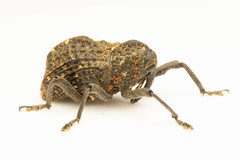 Hypsophorus dromedarius