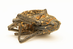 Hypsophorus dromedarius