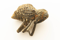 Hypsophorus dromedarius