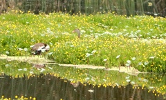 Dendrocygna autumnalis