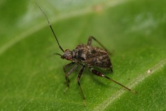 Proboscidocoris malayus