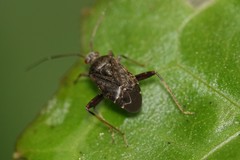 Proboscidocoris malayus