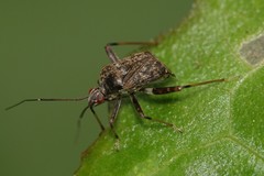 Proboscidocoris malayus