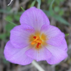 Crocus thomasii