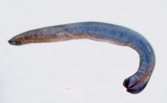 Eptatretus cirrhatus