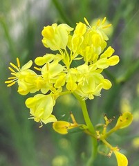 Glischrocaryon aureum