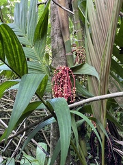 Pinanga coronata
