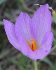 Crocus thomasii