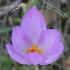 Crocus thomasii
