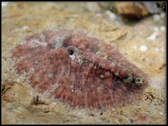 Dolabrifera dolabrifera