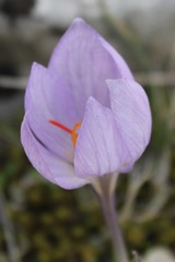 Crocus thomasii