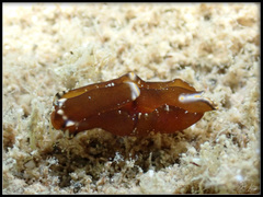 Spinoaglaja orientalis