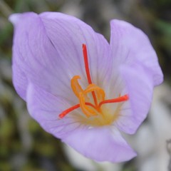 Crocus thomasii