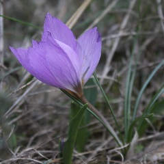 Crocus thomasii