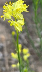 Glischrocaryon aureum