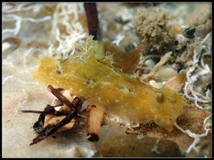 Plocamopherus pecoso