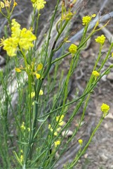 Glischrocaryon aureum