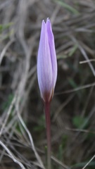 Crocus thomasii