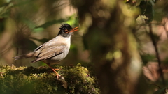 Catharus mexicanus