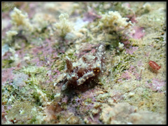 Goniodoris joubini