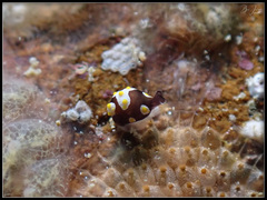 Colpodaspis thompsoni