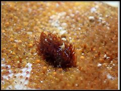 Madrella ferruginosa