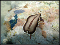 Callioplana marginata