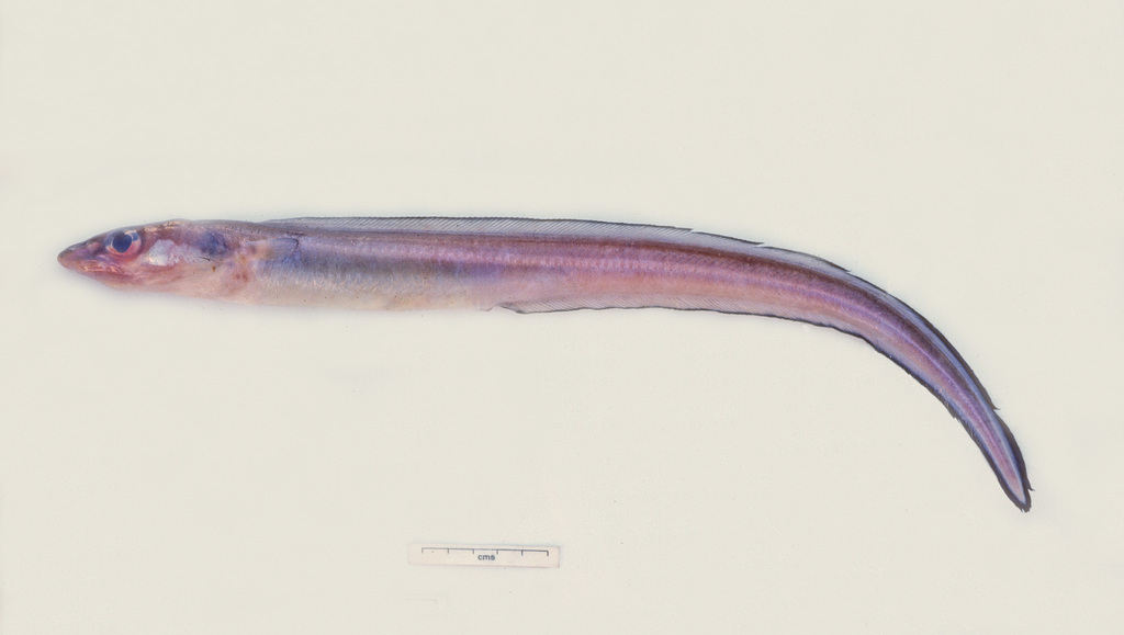 Swollen-Head Conger-Eel