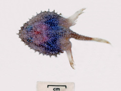 Halieutopsis