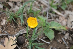 Geum sylvaticum