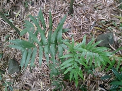 Pteris arisanensis