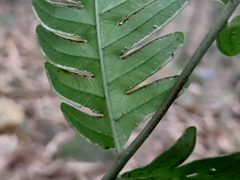 Pteris arisanensis