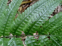 Pteris arisanensis