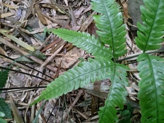 Pteris arisanensis
