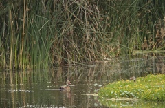 Dendrocygna autumnalis