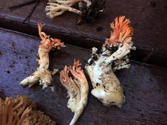 Ramaria stuntzii