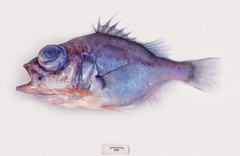Ostracoberyx paxtoni