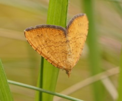 Chrysolarentia
