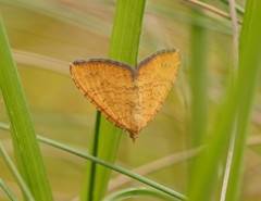 Chrysolarentia