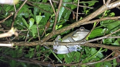 Polypedates leucomystax