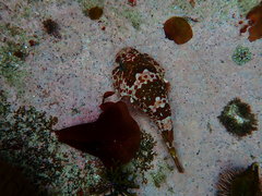 Chorisochismus dentex