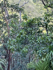 Psychotria mariniana