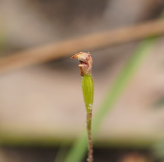 Caladenia transitoria