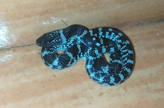 Lycodon travancoricus