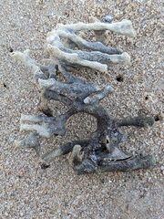 Haliclona cymaeformis