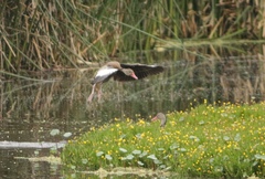 Dendrocygna autumnalis