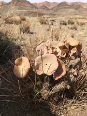 Ceropegia gordonii image