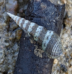 Batillaria zonalis